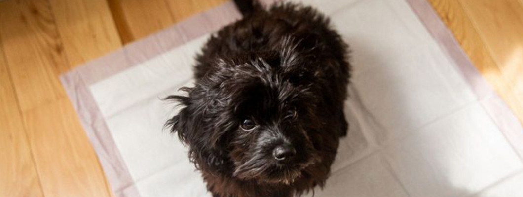 Как приучить щенка к туалету: пошаговый алгоритм успеха