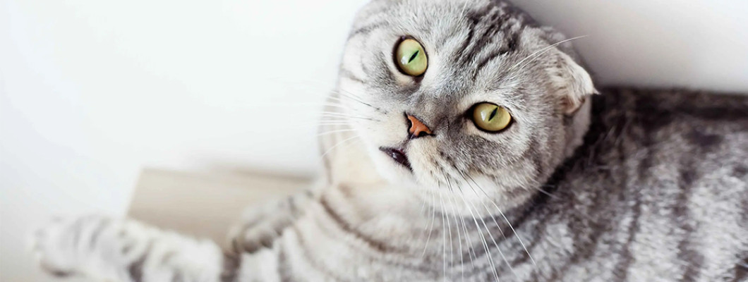 Не только скунсы: почему кот выделяет неприятный запах из-под хвоста