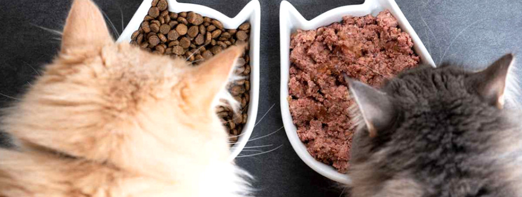 Смешанное питание для котов: можно или нет?